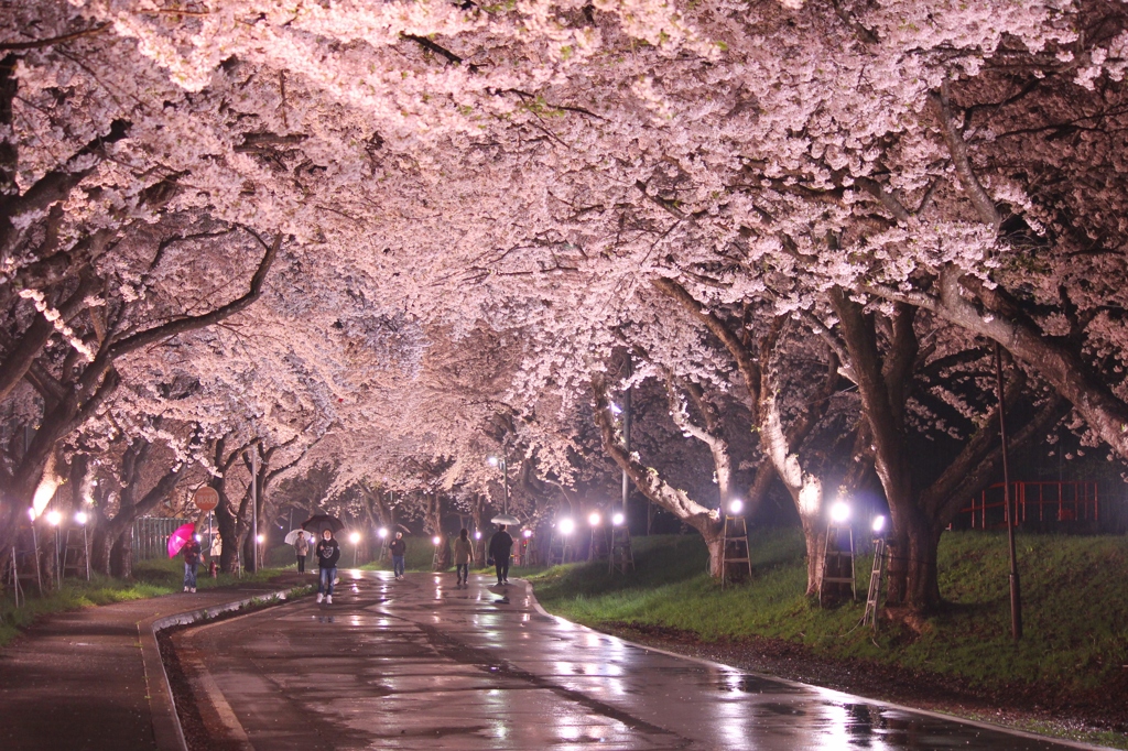 夜桜2