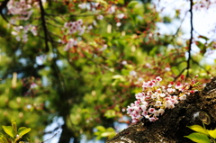 桜見納め