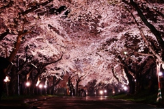 夜桜 3