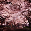 夜桜 3