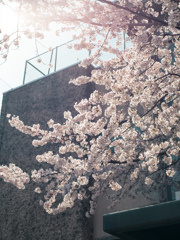 桜