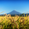 名峰の麓に到来した実りの季節