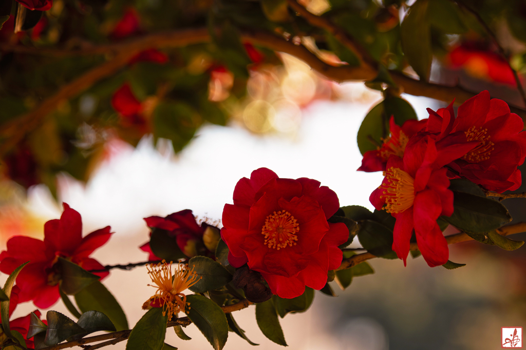 寒波に耐えて…