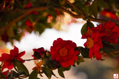 寒波に耐えて…