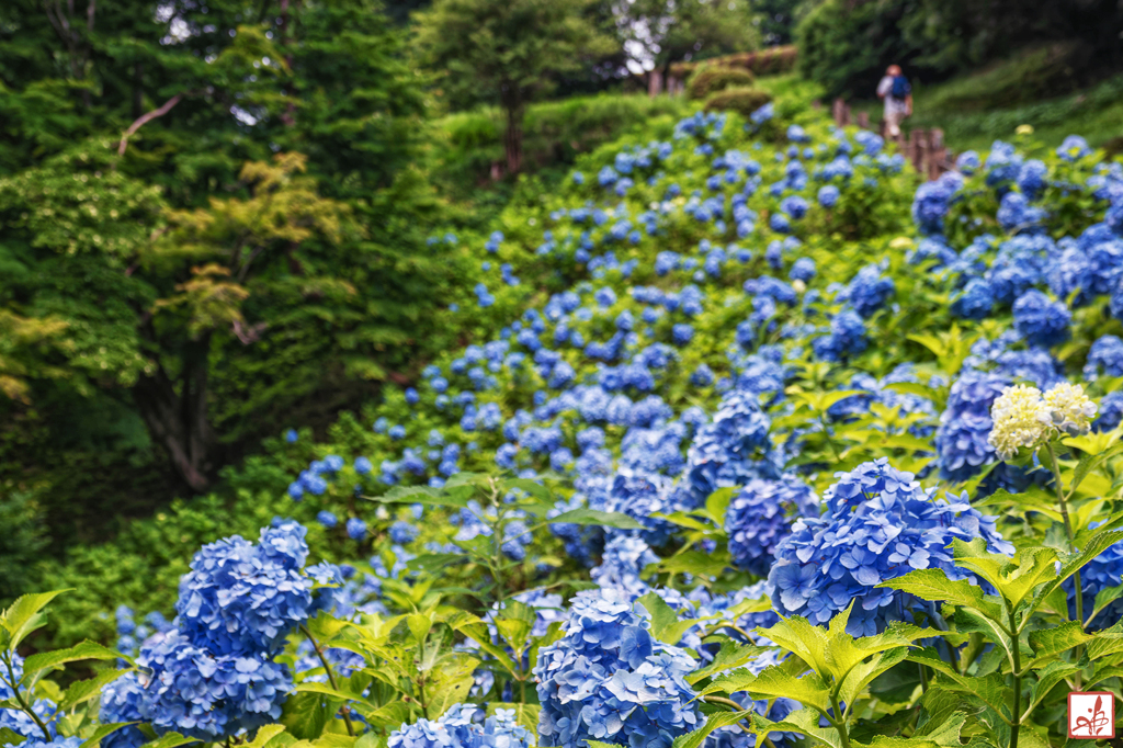 夏至の山路