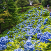 夏至の山路