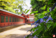 初夏の参道