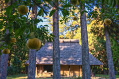 蜜柑が稔る季節