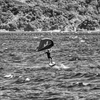 海原を舞う