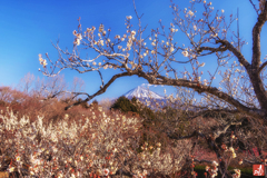 雪白より白く