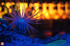 Blue glowing aquarium