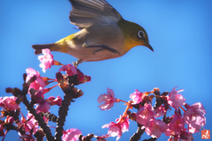 立春のスキップ