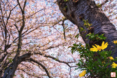 見上げれば春爛漫