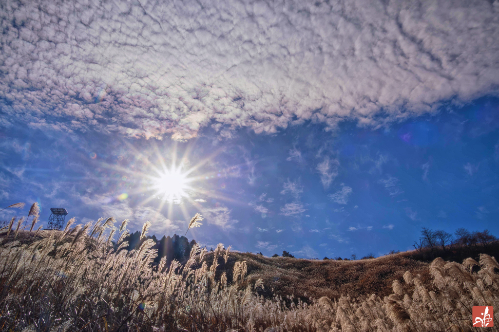 尾花の音色が響く朝