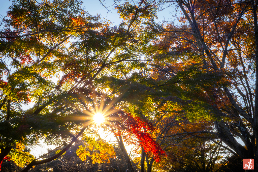 照紅葉