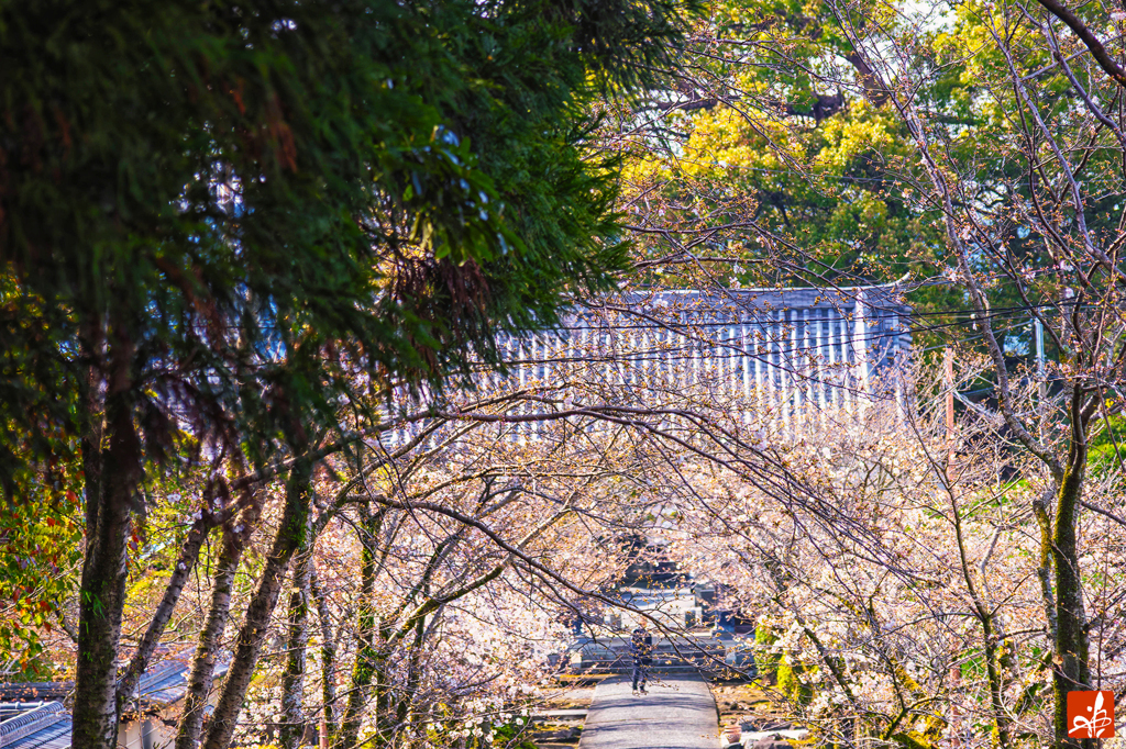 山門の先の桜隧道