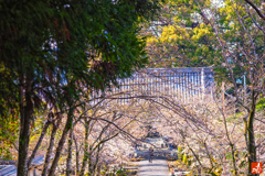 山門の先の桜隧道
