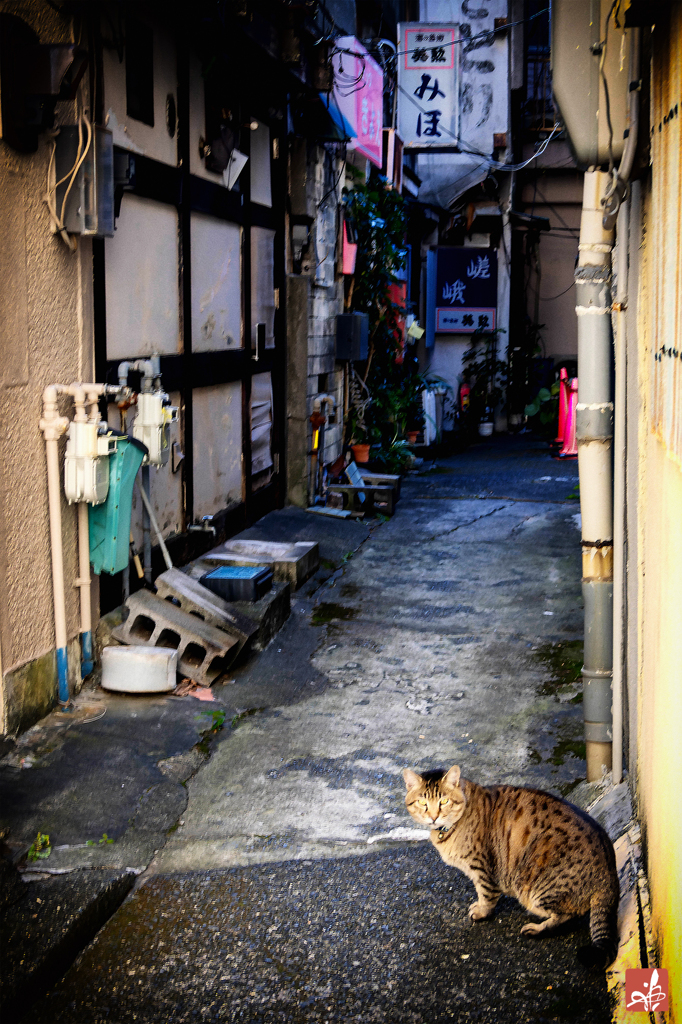 呑み屋街の主