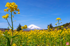 菜の花の主張