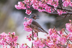 春を呼ぶ唄を奏でる