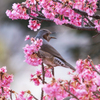 春を呼ぶ唄を奏でる