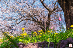 蒲公英たちの花見