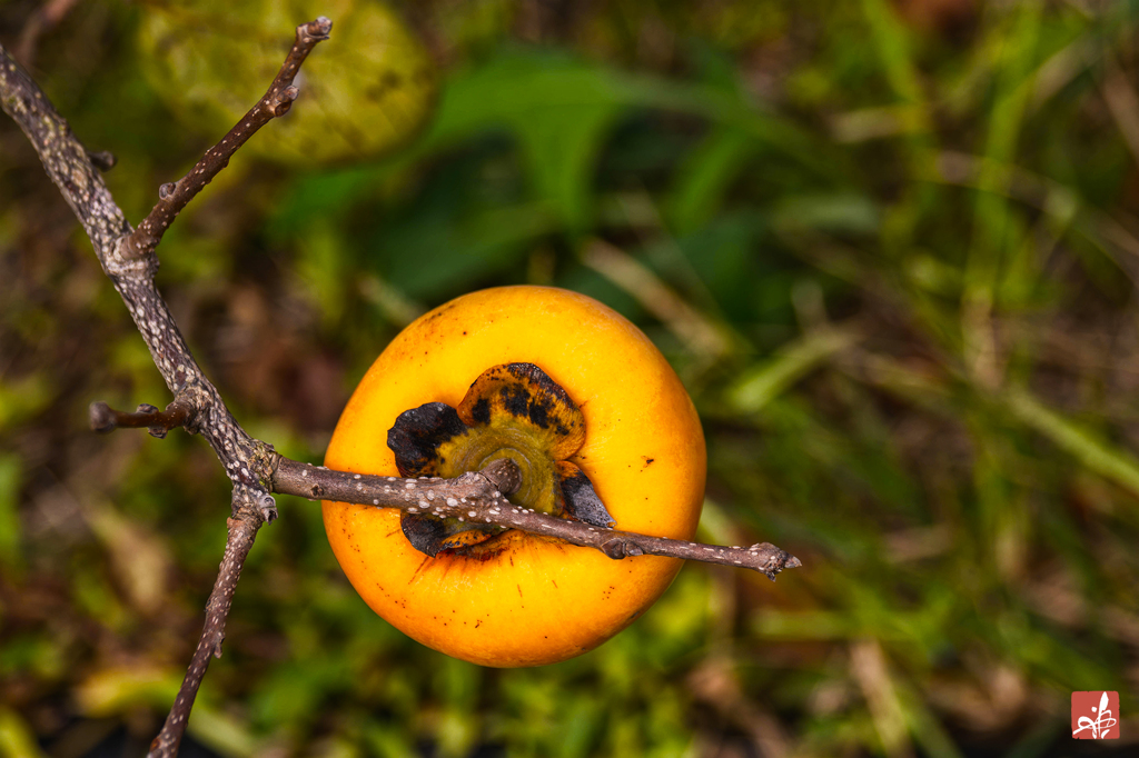 白帝からの小さなギフト