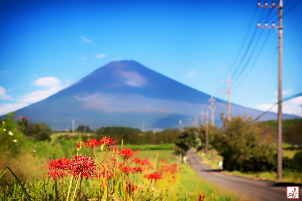 秋色の小径の先に夏富士