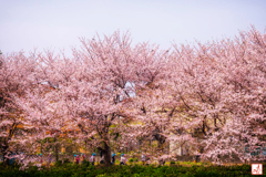 桜並木は今日も賑やか