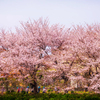 桜並木は今日も賑やか