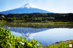 初夏の田園風景