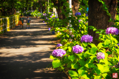 夏至の日の寄り道