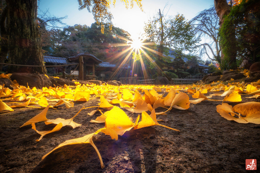 秋陽に包まれて