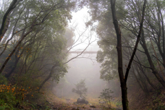 朝靄の森