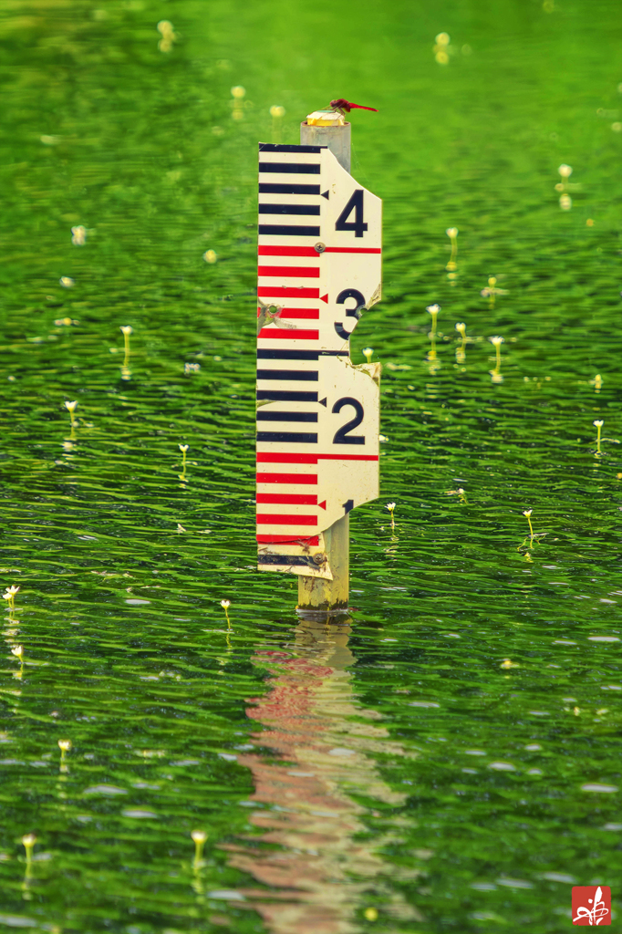 夏が来る