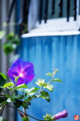 路地裏の東雲草