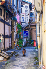 また一つ昭和が逝く
