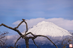 独り、高鳴きの峰