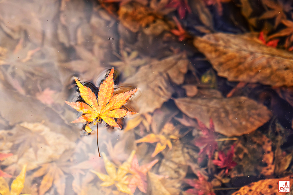 白帝が去った痕