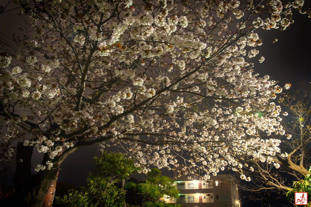 桜が満開だから、夜更しようょ