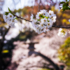 桃色に染まる石灯籠