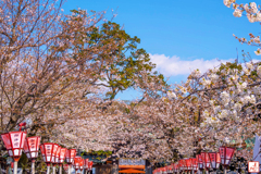 華やぐ参道