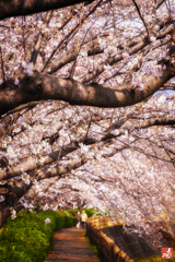 桜路を共に歩む