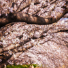 桜路を共に歩む