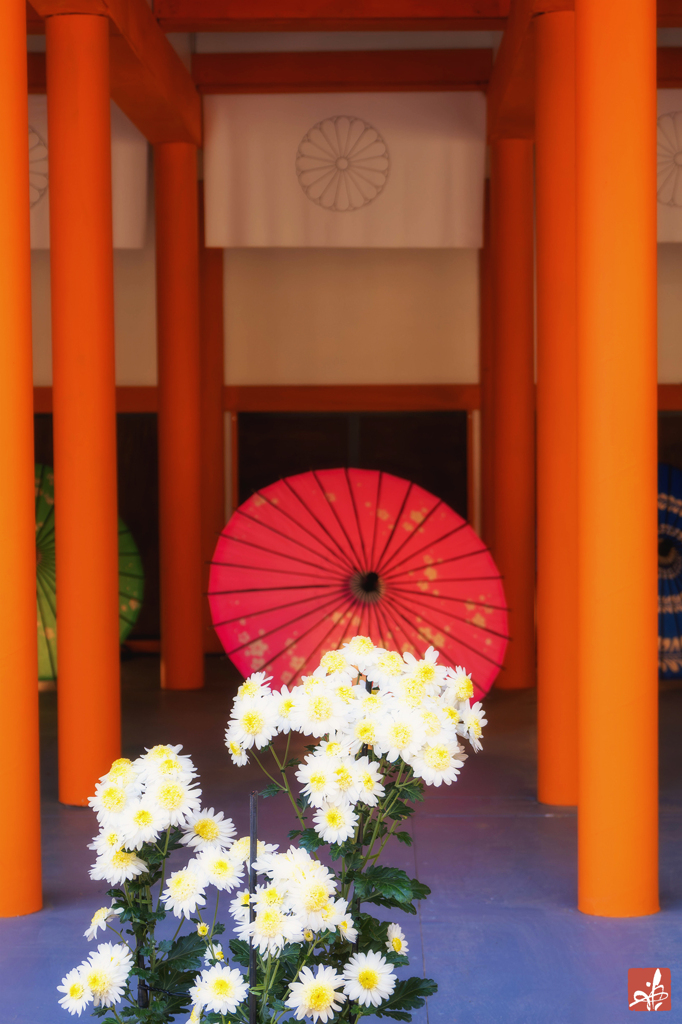 二つの菊の協演