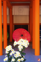 二つの菊の協演