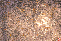 薄紅色に染まる河