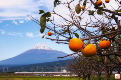 柿食えば音速響く超特急