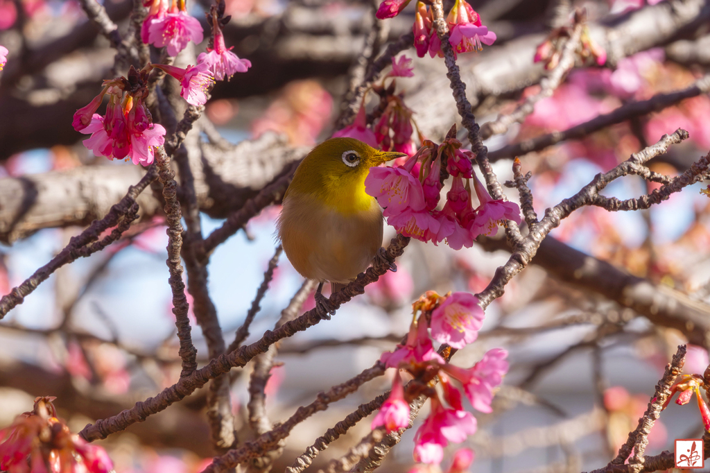 寒桜に春を予感する