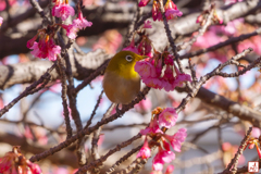 寒桜に春を予感する